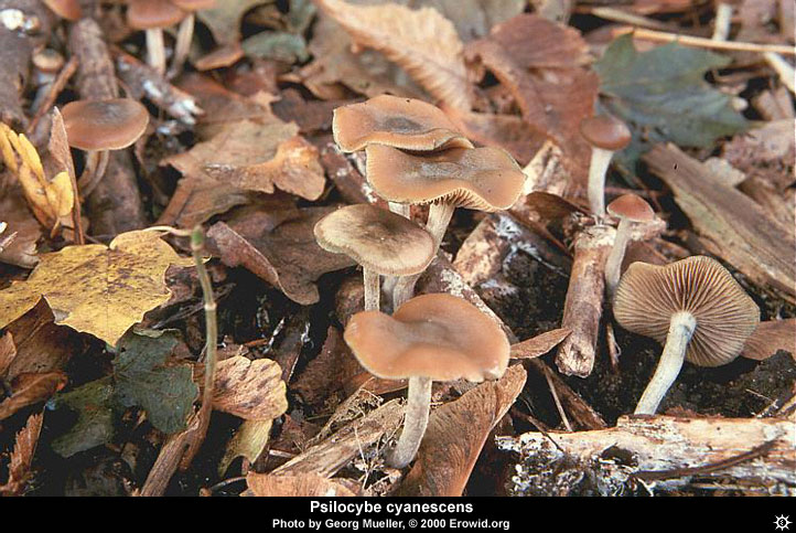 psilocybe_cyanescens21.jpg